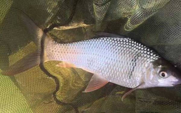 钓大鱼钓底好还是钓浮好?