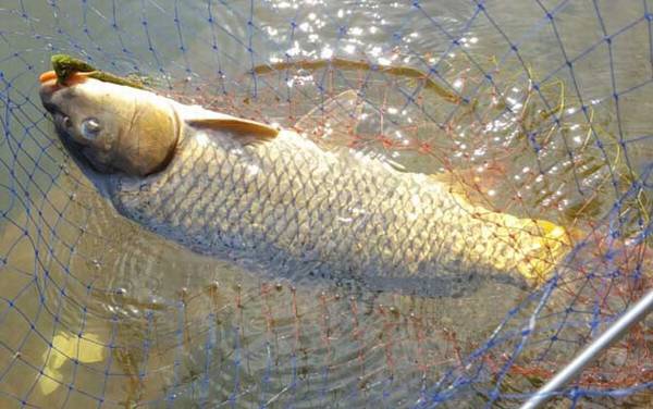 钓大鱼钓底好还是钓浮好?