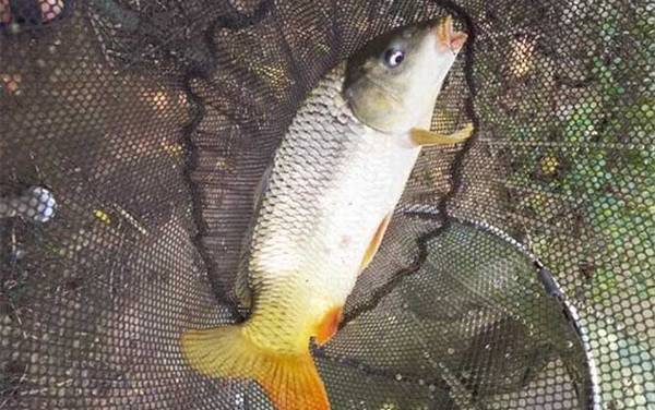 什么时候最容易钓大鱼?