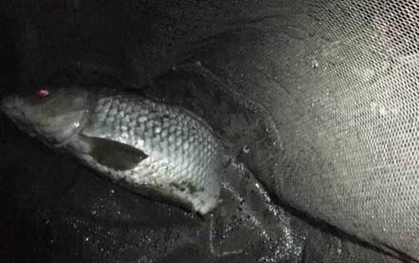 水库小鱼太多如何钓大鱼?