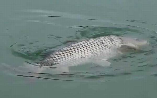 夏季钓鱼选择什么位置最好?