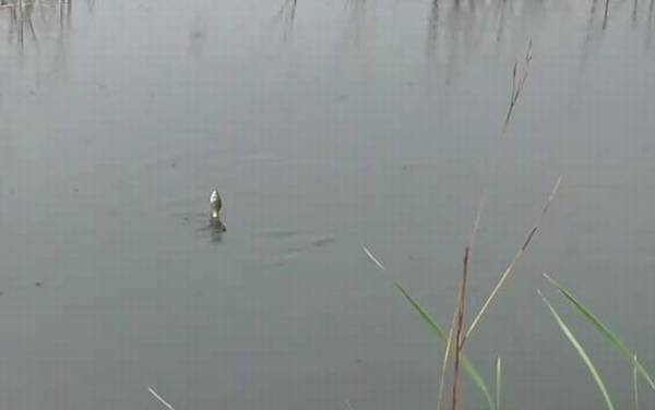 初夏钓鱼钓上风口还是下风口?