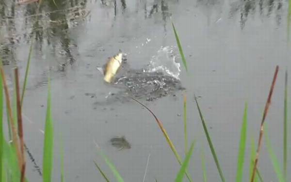 初夏钓鱼钓上风口还是下风口?