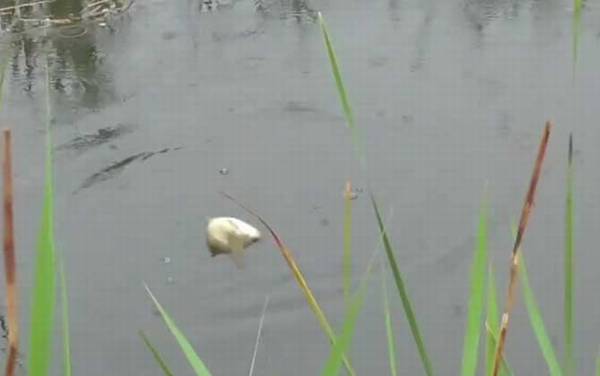 初夏钓鱼钓上风口还是下风口?