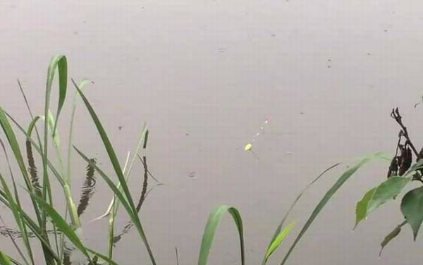 初夏钓鱼选择什么位置最好?