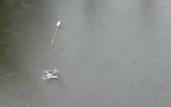 初夏钓鱼选择什么位置最好?