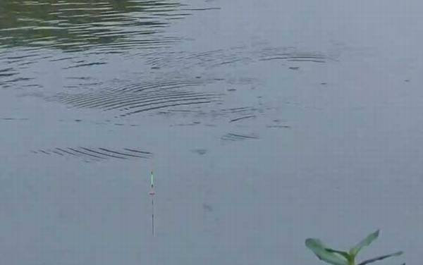 初夏钓鱼选择什么位置最好?