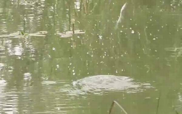 夏天40度高温怎么钓鱼?