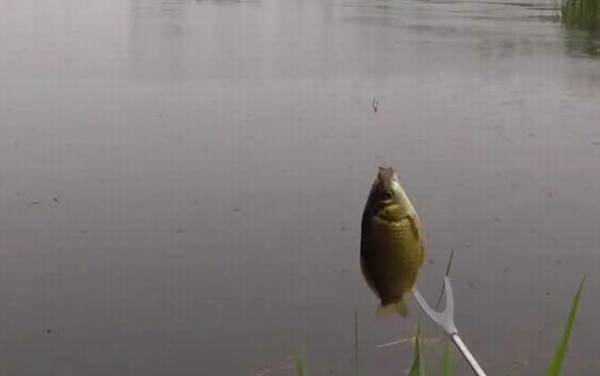 夏天40度高温怎么钓鱼?