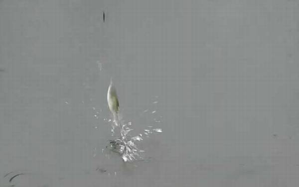 六月钓鱼什么时间最好?