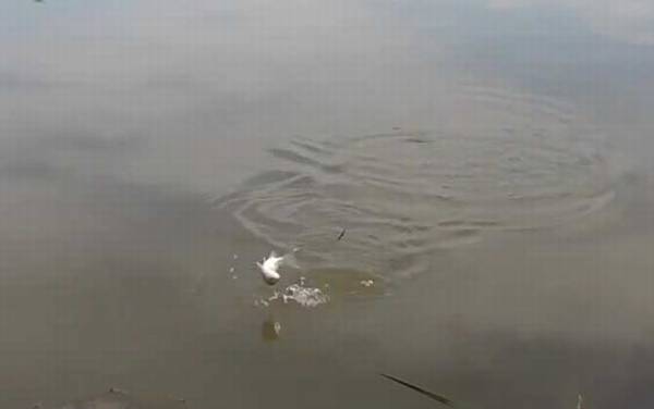 深秋钓鱼钓深水好还是钓浅水好?