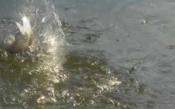 深秋钓鱼刮什么风好钓鱼?