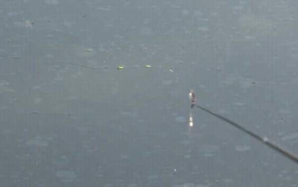 深秋钓鱼什么时间段比较好?