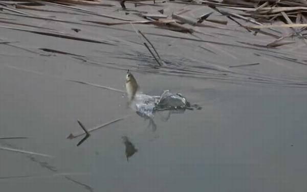 八月钓鱼什么时间段好?