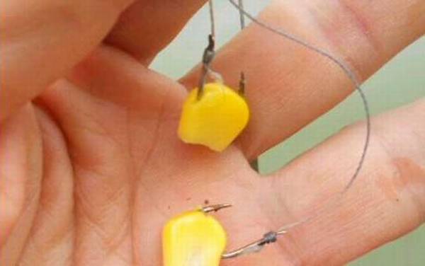 玉米适合什么季节钓鱼?