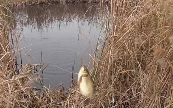 早春钓鱼怎么选钓位?