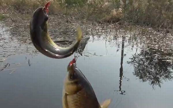 早春钓鱼怎么钓上鱼快?