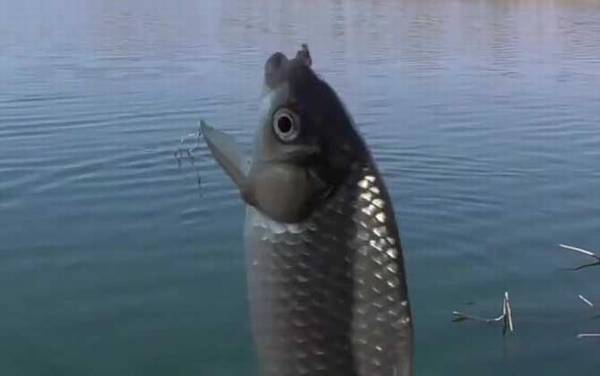 春季降温能钓鱼吗?