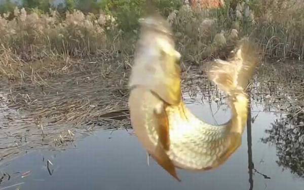 春季降温能钓鱼吗?