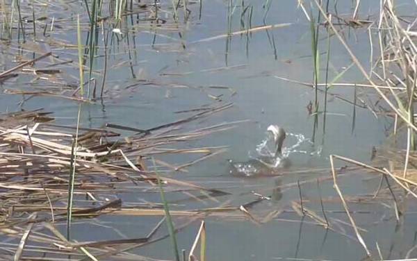 春天钓鱼的口诀及解释