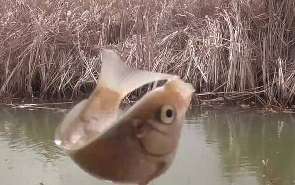 春天钓鱼的口诀及解释