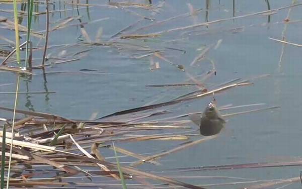 春季钓鱼几月份最好钓?