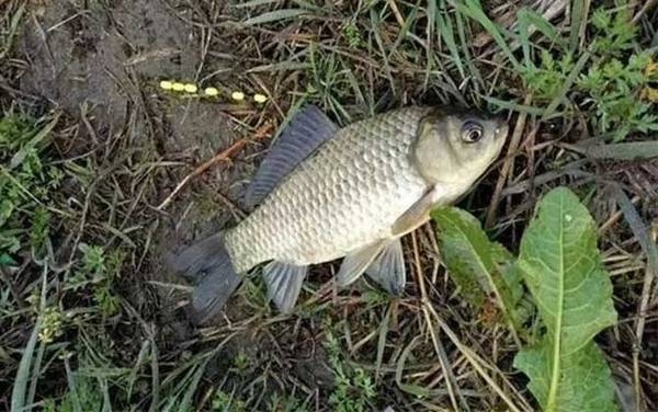 春季水库钓鱼如何选择钓位?