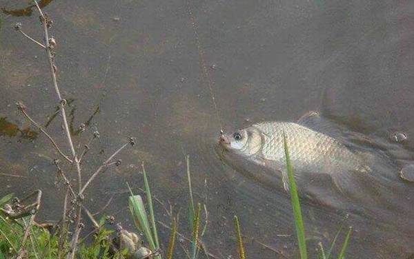 一月钓鱼最佳时间是什么时候?