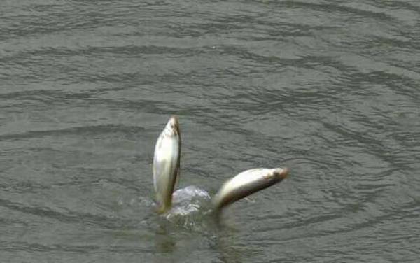 一月份什么鱼好钓?