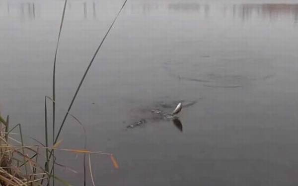 二月钓鱼的技巧和方法