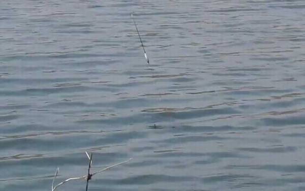 二月钓鱼最佳时间是什么时候?