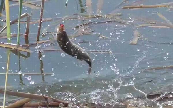 二月钓鱼钓深还是钓浅?