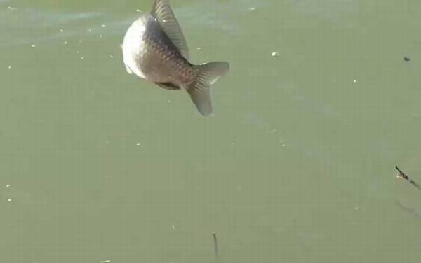 三月钓鱼早上好还是下午好?