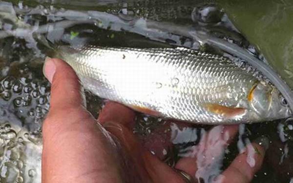 黄尾鱼用什么钓最好?