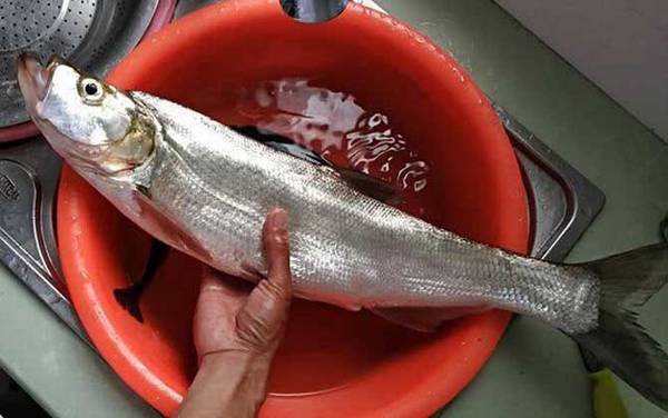 翘嘴鱼用什么钓最好?