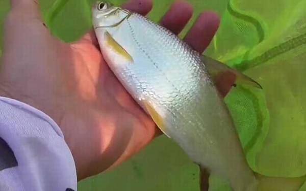 钓黄尾鱼是钓浮还是钓底?