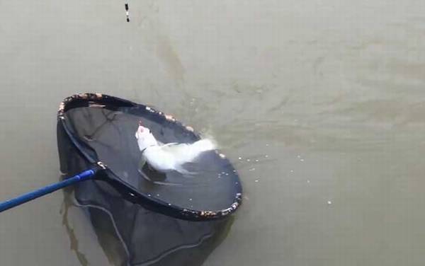 钓黄尾鱼是钓浮还是钓底?