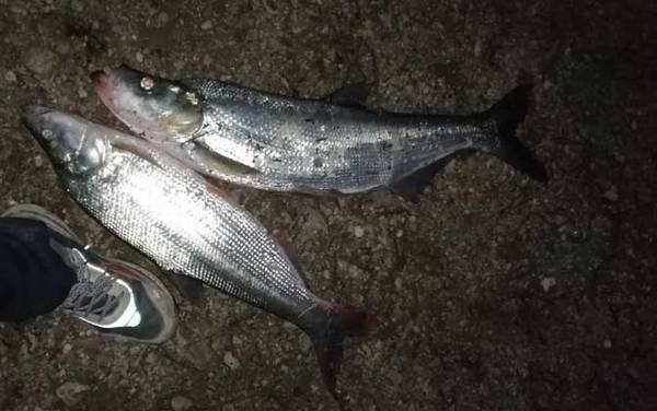 翘嘴鱼用什么钓最好?