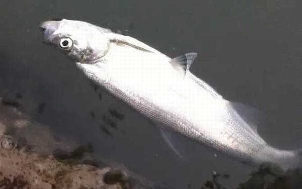 钓翘嘴是钓浮还是钓底?