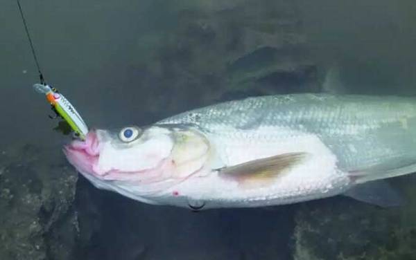 钓翘嘴是钓浮还是钓底?