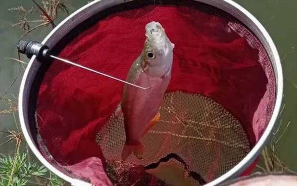 手竿钓翘嘴最佳水深多少?