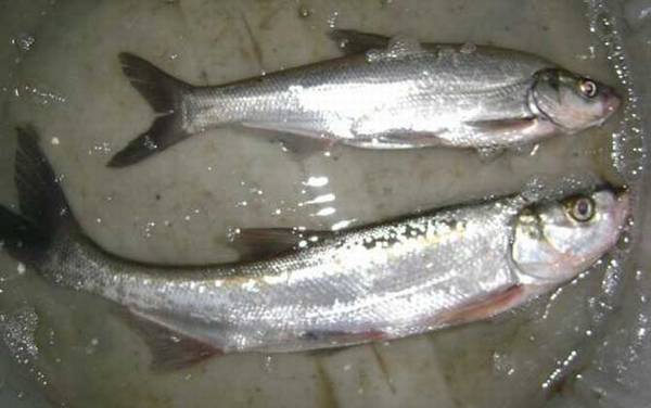 串钩钓翘嘴的方法和技巧