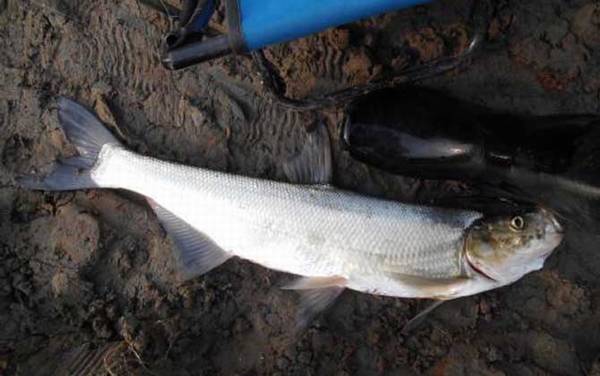 公认钓翘嘴鱼最快的钓法