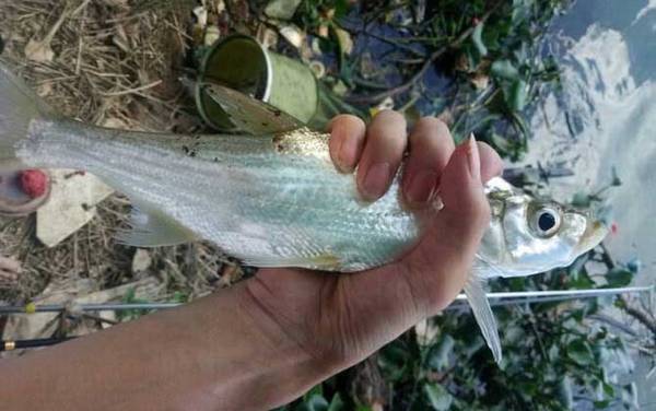 河里面翘嘴鱼怎么钓上鱼快?