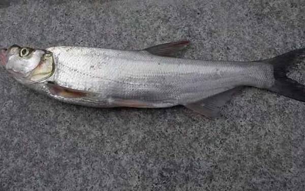 路亚翘嘴鱼的操作手法和技巧