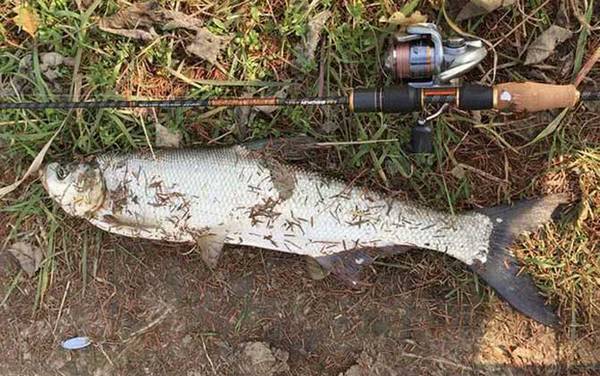 水库最出翘嘴鱼的钓位怎么找?