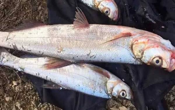 钓翘嘴鱼最佳时间是什么时候?