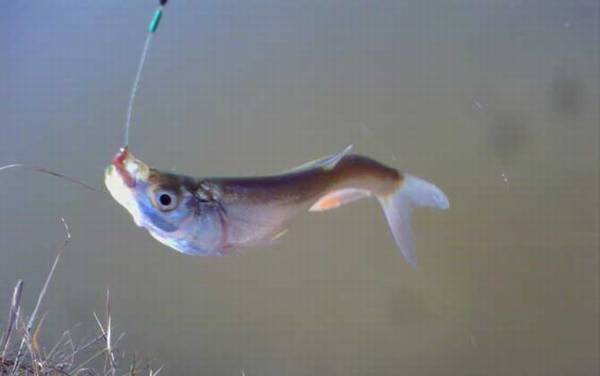 翘嘴鱼钓浮水一般钓多深合适?