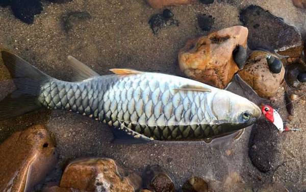 钓军鱼钓底还是钓半水?