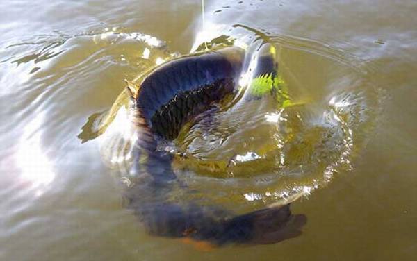 钓军鱼钓底还是钓半水?